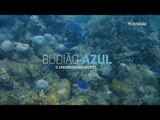 Budião-Azul: O jardineiro dos recifes