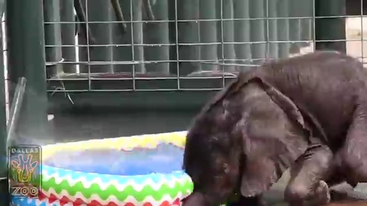 funny elephant