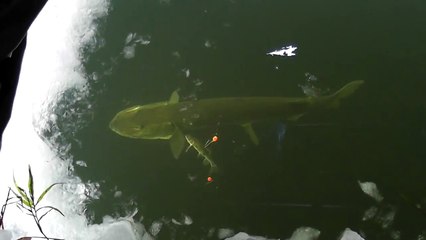 Muskie while pike spearing 1/15/2011