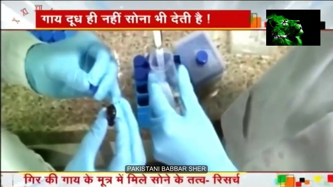 Very Funny Indian Scientists Discover Gold From Cow's Urine - Indian Media