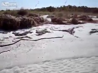 Une sirène découverte morte sur la plage de Floride après un ouragan !