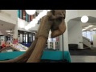The Mammoth in Ilford Redbridge Central Library