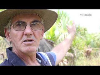 Após desmatar 40% preservar é o desafio de Mato Grosso