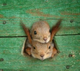 funny two heads animal