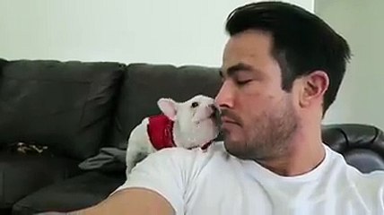 Diz ao cachorrinho que ele fica lindo com a bandana a reacção dele uma fofura