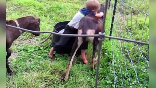 The Funniest Cutest Zoo Animal Home Video Bloopers of 2016 Weekly Compilation | Kyoot Animals