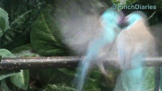 Finch Diaries - Blue Capped Cordon Bleu Aerial Battle, Feb 23, 2015