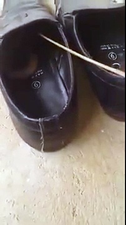 Snake In The Shoe(HD)