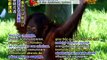 15  ANIMAL NEWS   How orangutans use mime to communicate