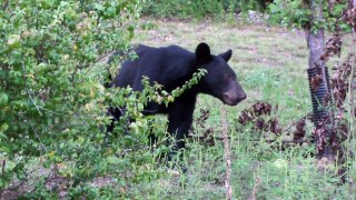 Black Bear, 27-Aug-2015