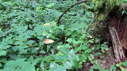 My Thoughts on Pokémon Go