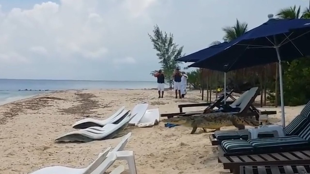 Крокодил пришёл на пляж