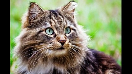 AWWW.... Funny and Cute Kitty Cat