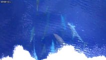 Banc de dauphins très joueurs devant un bateau dans les Caraïbes
