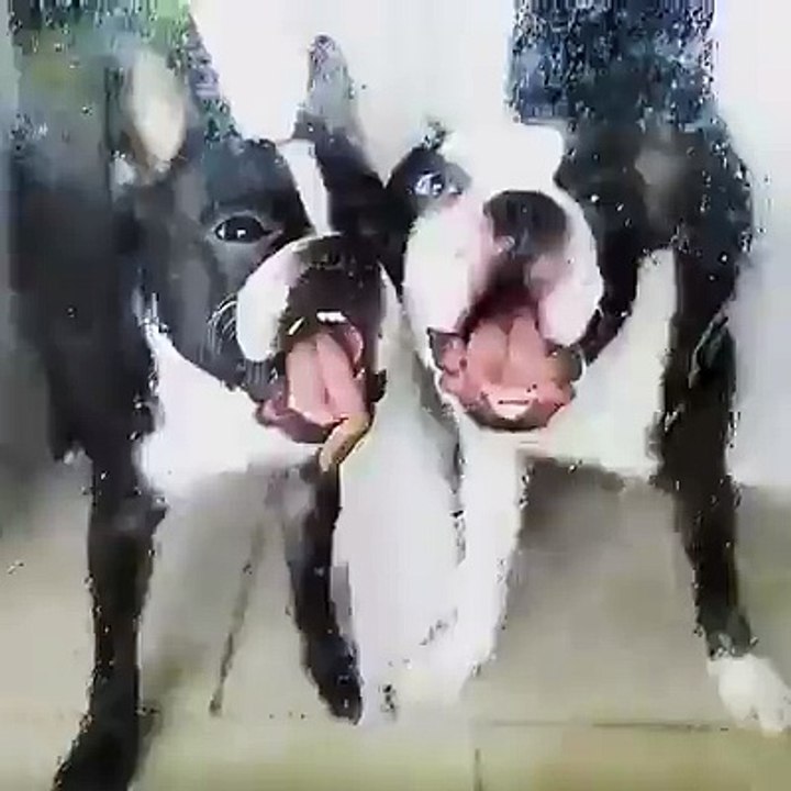 Des chiens font du leche vitrine