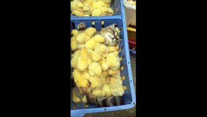 Un chat recouvert de poussins