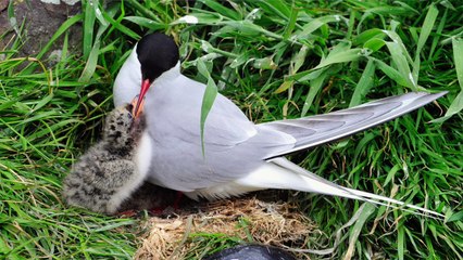 On the Farne Islands