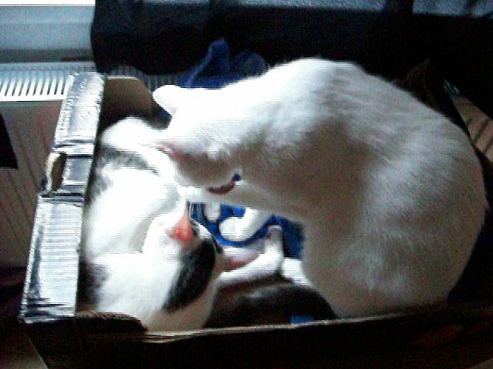 Harvey und Vinzent am 16.07.2016