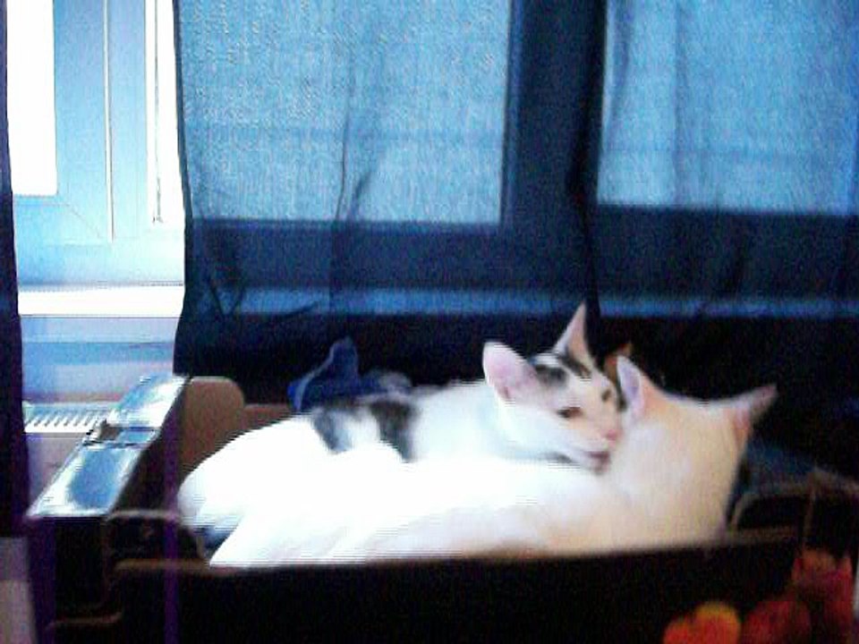 Harvey und Vinzent am 16.07.2016