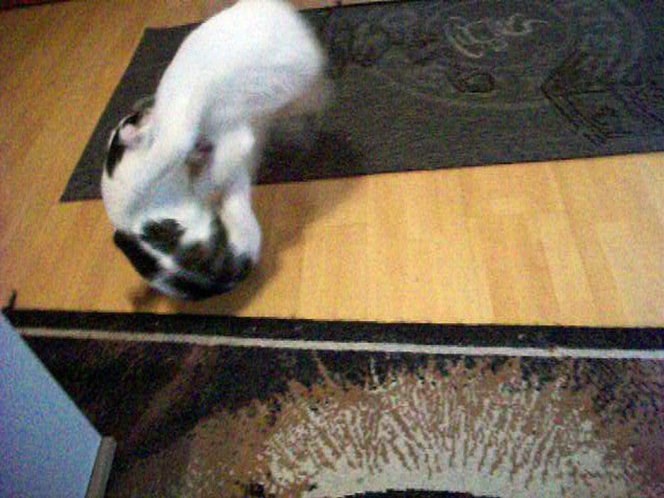 Harvey und Vinzent am 16.07.2016