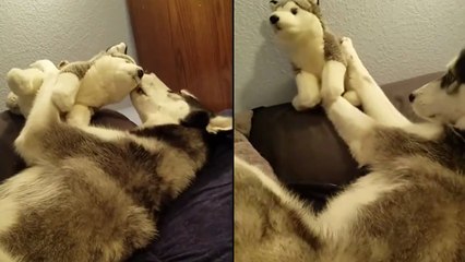 Deux chiens qui s'amusent ensemble