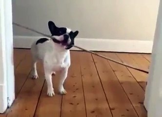 A Cute Puppy ( Dog ) will teach you that never lose courage