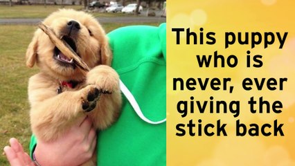 16 Golden Retriever Puppies Who Were Huge Dweebs !