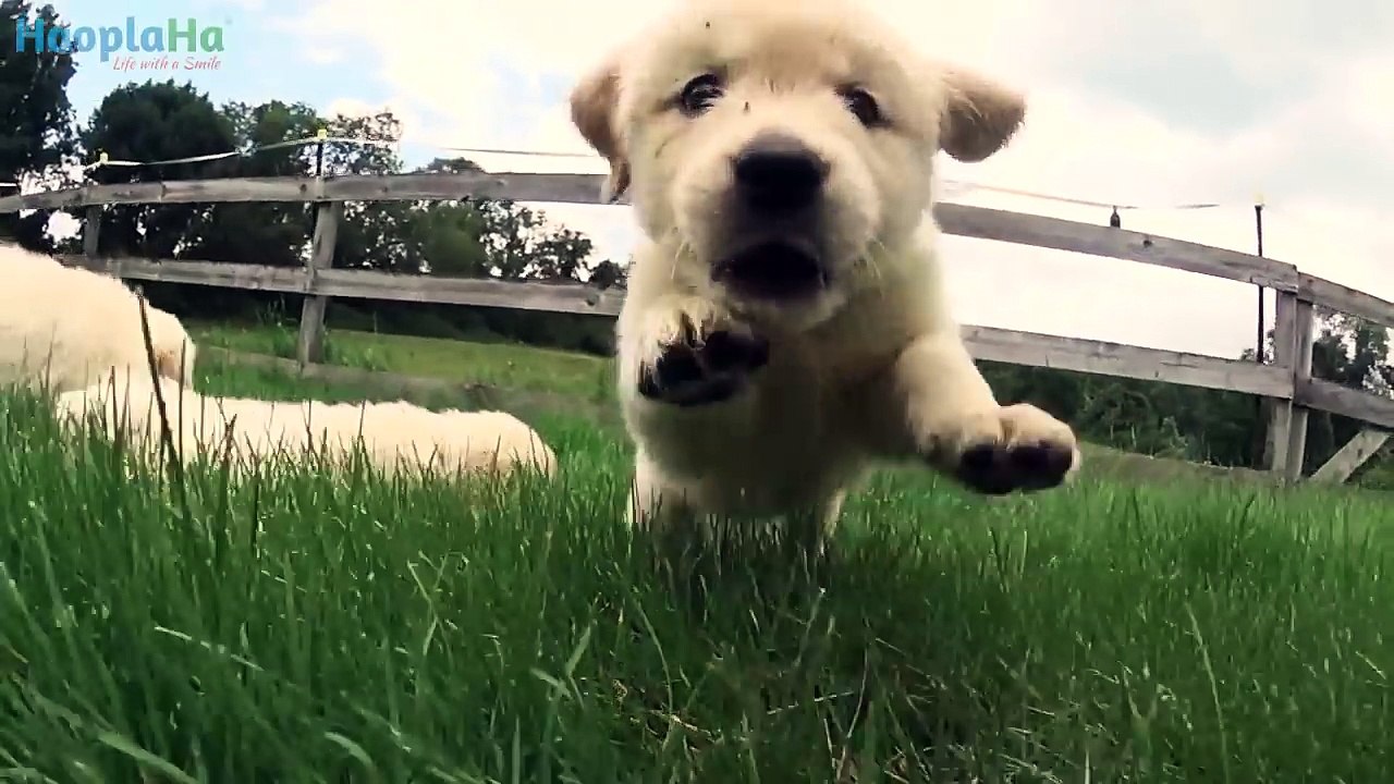 21 Adorable Golden Retrievers Puppies Play in a Field !