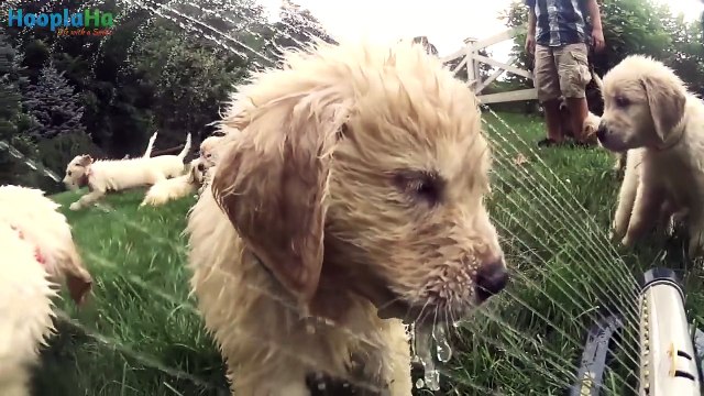 21 Golden Retriever Puppies Encounter a Sprinkler For The First Time !
