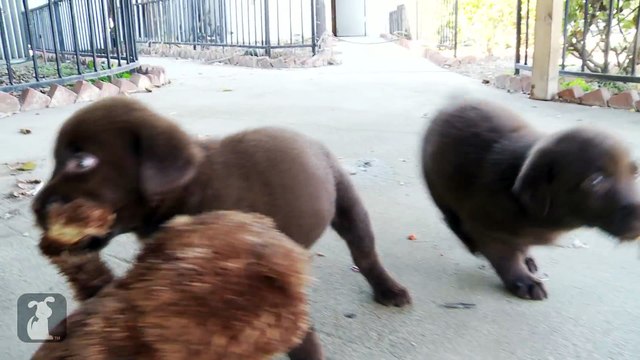 Adorable Chocolate Lab Puppies VS. Teddy Bear - Puppy Love !