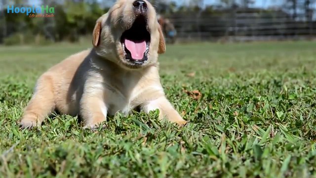 Adorable Puppies Trying To Howl !