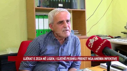 UJËRAT E ZEZA NË LIQEN, I GJITHË PESHKU PREKET NGA ANEMIA INFEKTIVE