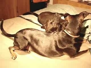 Bruma y Keily jugando sobre la cama