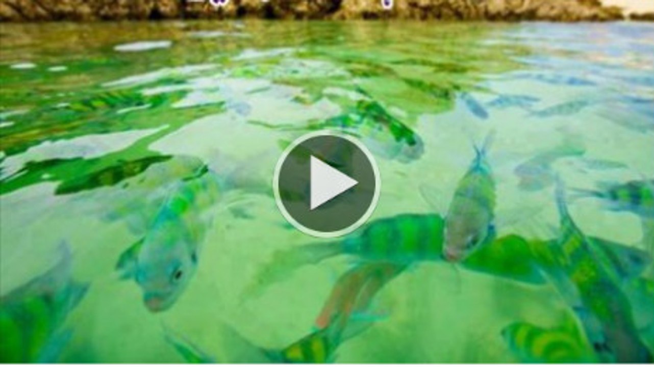 transparent fish