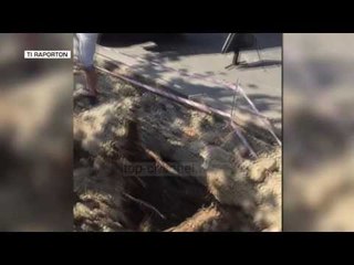 PA KOMENT: Tiranë, pema bllokon rrugën “Don Bosko” - Top Channel Albania - News - Lajme