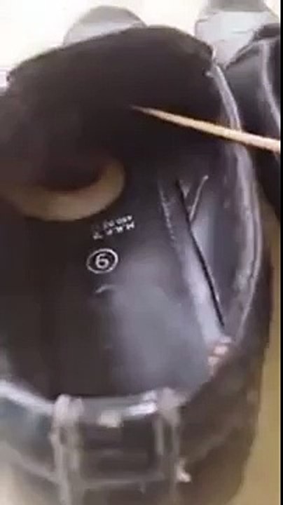 Cobra Snake in Shoes