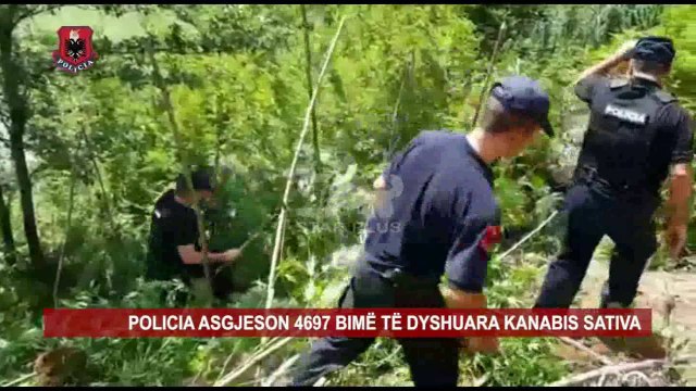 POLICIA ASGJESON 4697 BIMË TË DYSHUARA KANABIS SATIVA