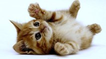 Best cute Kittens moments compilation 2016