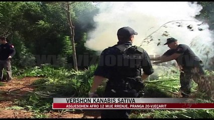 Télécharger la video: Asgjësohen afro 12 mije rrënje kanabis sativa - News, Lajme - Vizion Plus