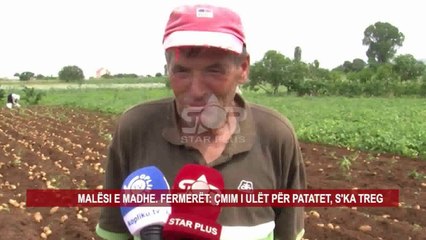 MALËSI E MADHE. FERMERËT: ÇMIM I ULËT PËR PATATET, S'KA TREG