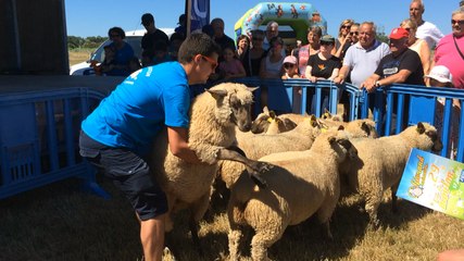 La tonte à la 29e fête du mouton