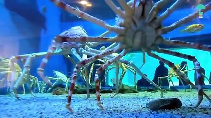 أكثر 8 حيوانات رعباً تعيش علي كوكبنا سبحان الله