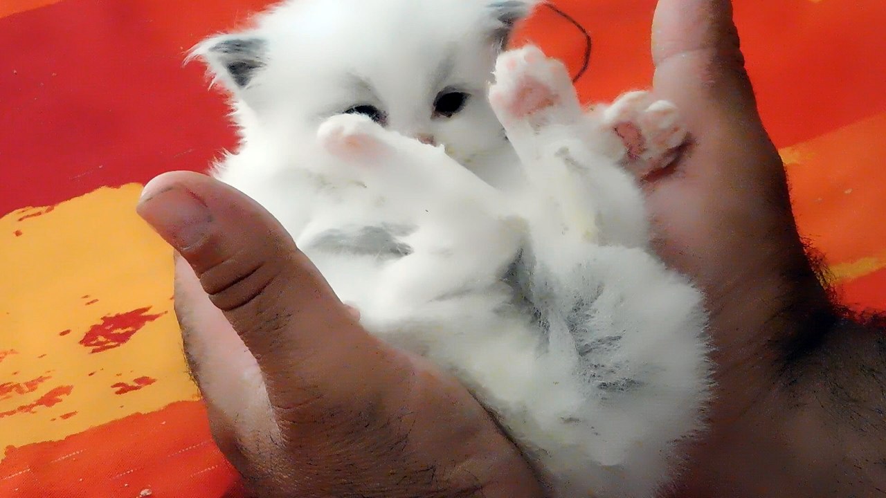 bébé RAGDOLLAMOUR de 3 semaines