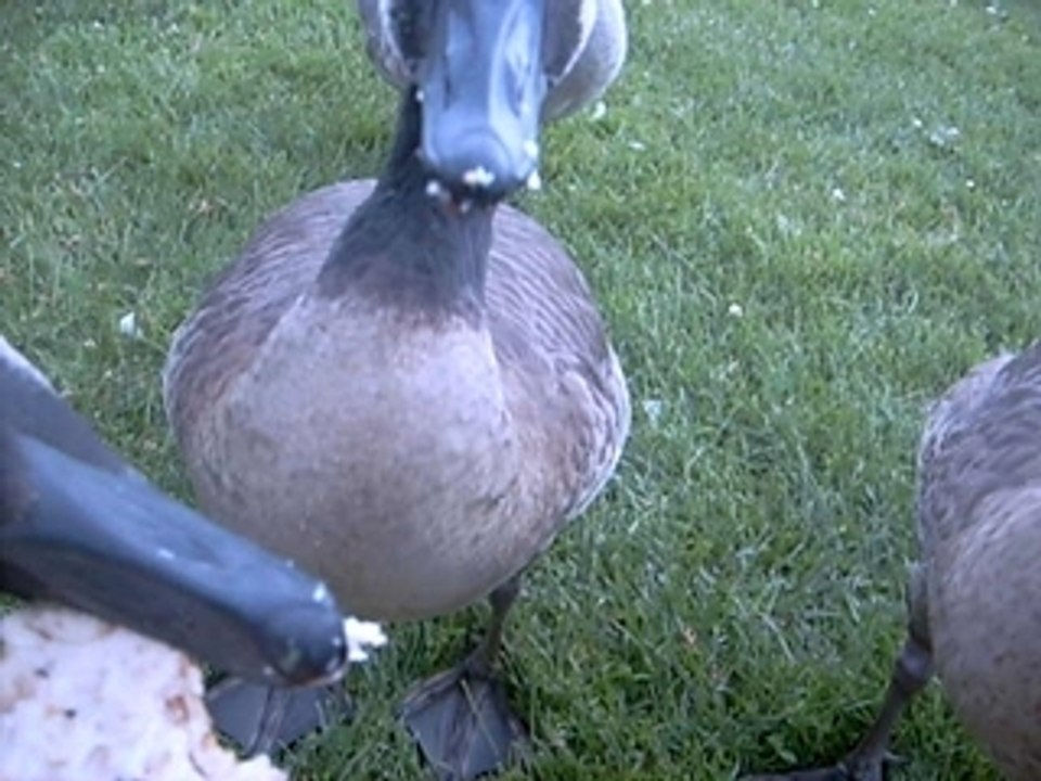 Duck Duck Goose