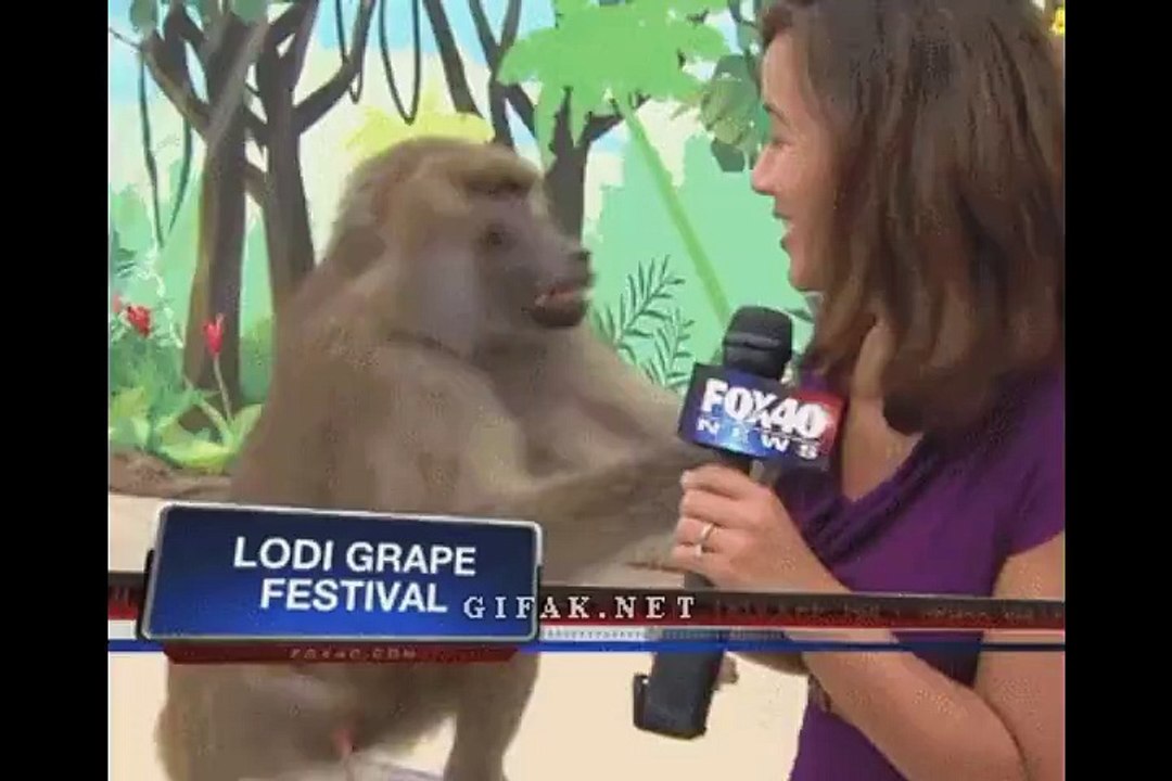 Sometimes Animals Are Jerks.