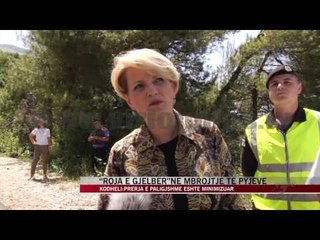 “Roja e gjelbër” në mbrojtje të pyjeve - News, Lajme - Vizion Plus