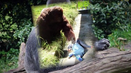 Unbelievable Animals That Saved People's Lives