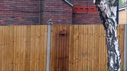 Spunky Squirrel Makes Impressive Jump