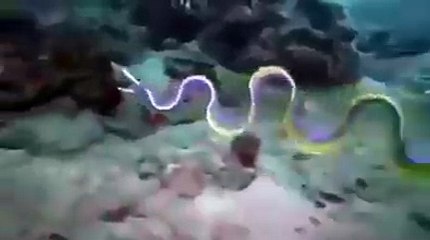 Un animal marin très étrange