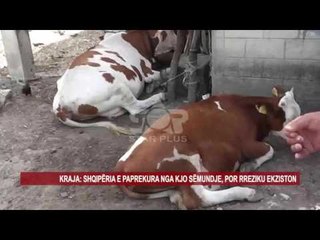 SËMUNDJA DERMATOZA NODULARE PREK GJEDHIN NË TË GJITHË BALLKANIN